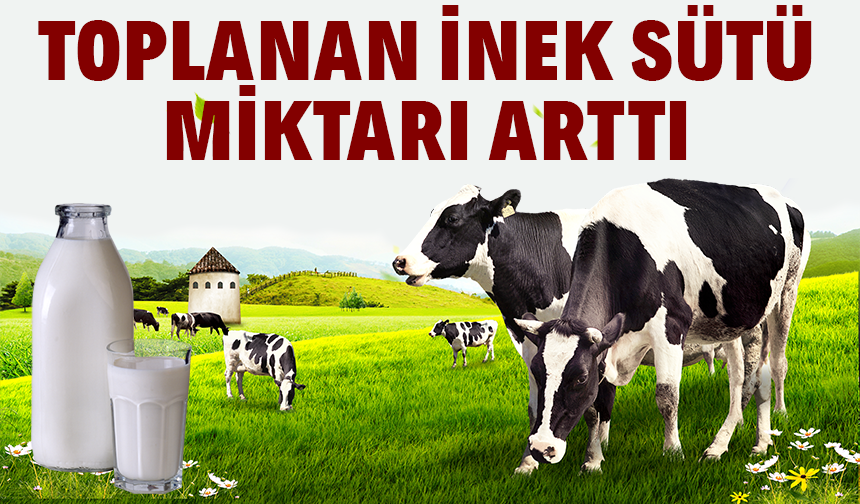 Toplanan inek sütü miktarı arttı!