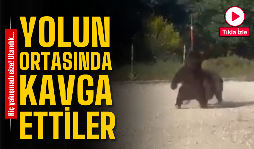 Yol Ortasında Ayı Güreşi! Vatandaşlar Gözlerine İnanamadı