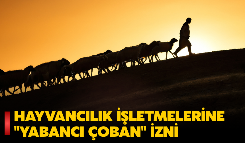 Hayvancılık İşletmelerine 3 Yabancı Çoban Çalıştırma İzni! Başvurular Başladı