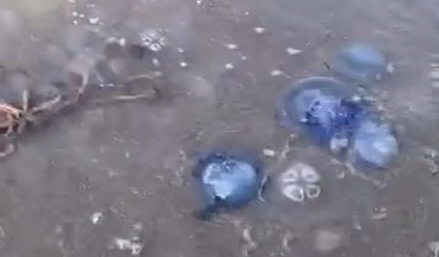 Gemlik Sahilini Mavi Denizanaları Bastı