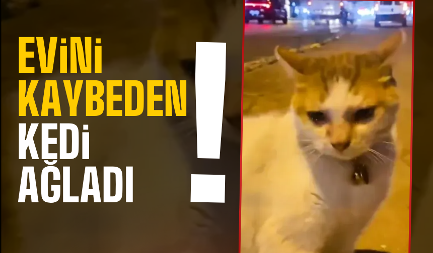 Evini kaybeden kedi sokak ortasında ağladı