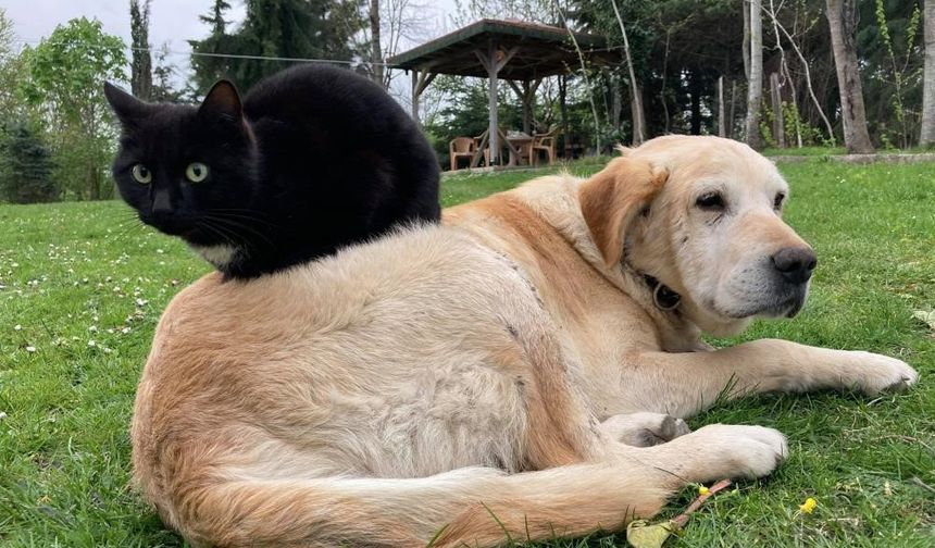 Düzce’den 4 Ayda 780,85 Ton Kedi ve Köpek Maması İhracatı Yapıldı