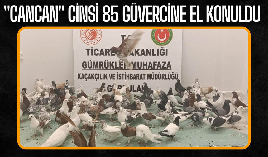 "Cancan" cinsi 85 güvercine el konuldu