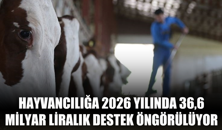 Hayvancılığa 2026 Yılında 36,6 Milyar Liralık Destek Öngörülüyor