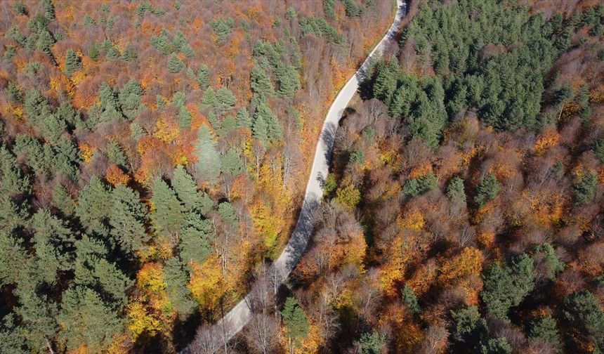 Bilecik ormanlarında sonbahar renkleri hakim oldu