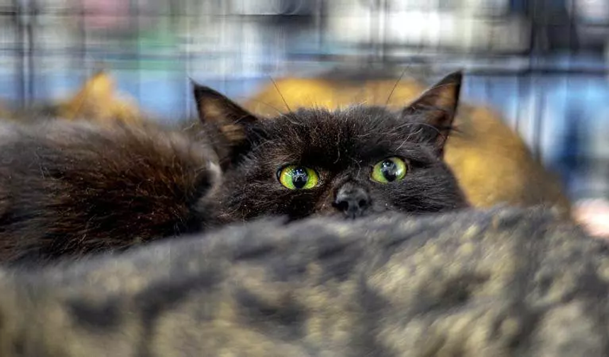 Yeni Zelanda vahşi kedileri “yırtıcı tür” listesine aldı