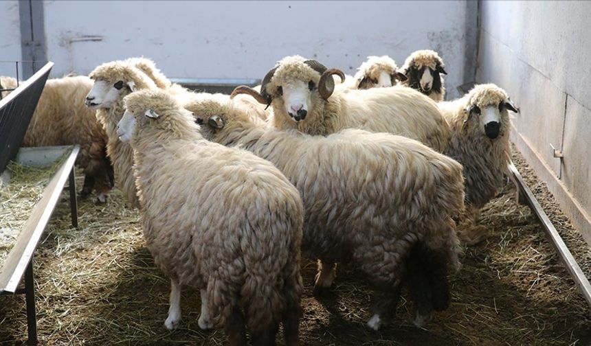 Tescilli Karayaka Koyunu, Tokat Gaziosmanpaşa Üniversitesi’nde Geliştirilecek