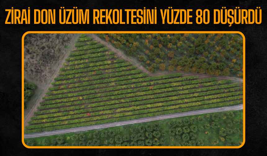 Pamukova’da Zirai Don Üzüm Rekoltesini Yüzde 80 Düşürdü