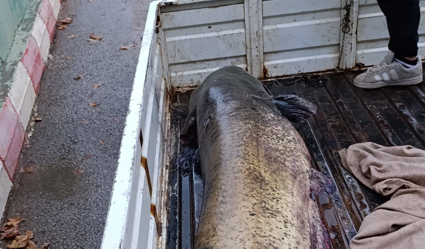 İznik’te 65 Kiloluk Dev Yayın Balığı Şaşkınlık Yarattı