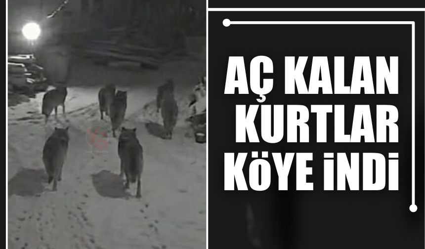 Kocaali'de aç kalan kurtlar köye indi