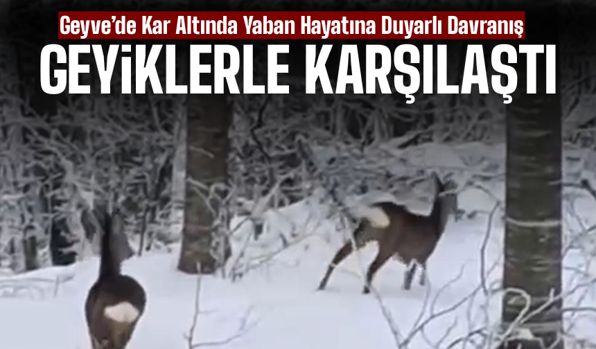 Geyve’de Kar Altında Yaban Hayatına Duyarlı Davranış