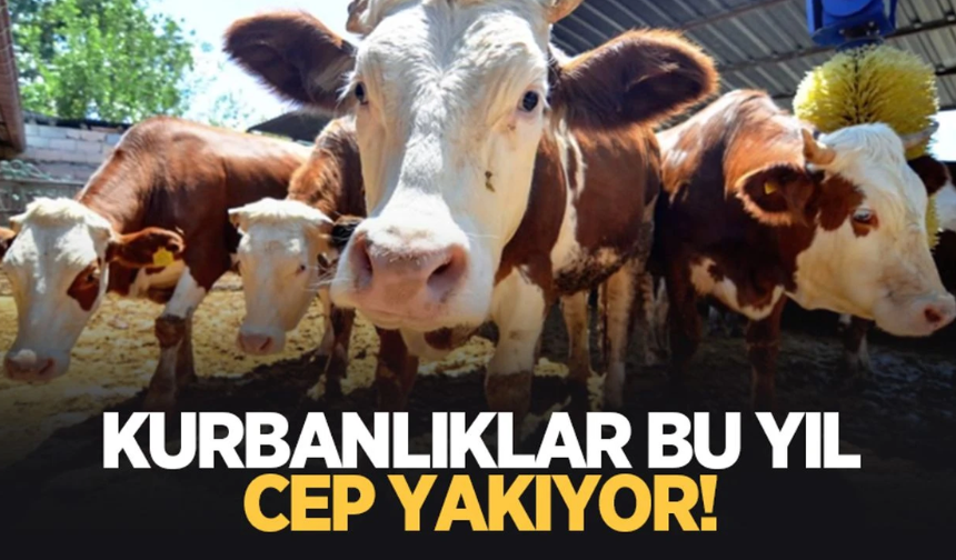 Kurbanlık fiyatları arttı