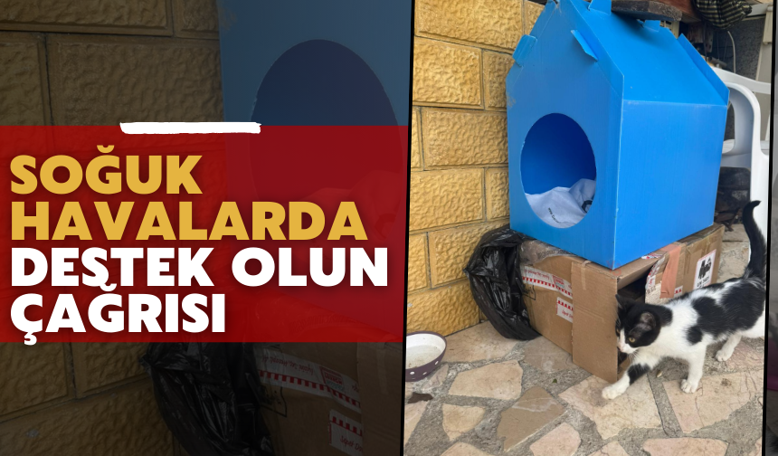 Arifiye’de Duyarlı Vatandaştan Sokak Hayvanlarına Sıcak Yuva
