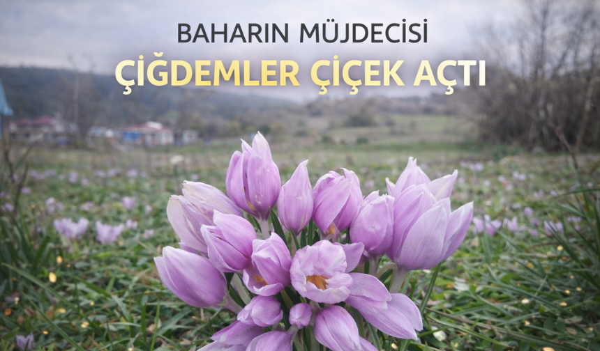 Baharın müjdecisi çiğdemler çiçek açtı