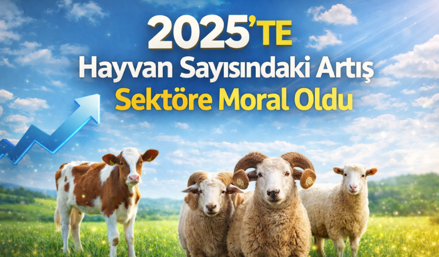2025’te Hayvan Sayısındaki Artış Sektöre Moral Oldu