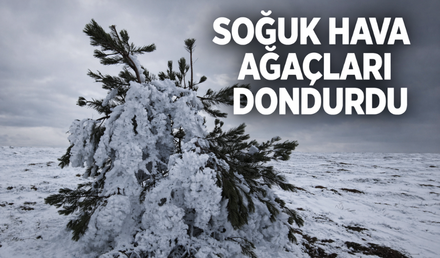 Soğuk hava ağaçları dondurdu