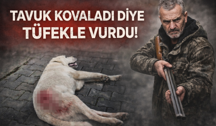 Tavuk kovaladı diye tüfekle vuruldu!