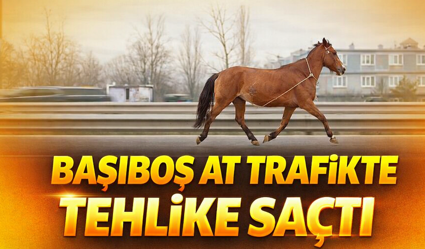 Başıboş at trafikte tehlike saçtı