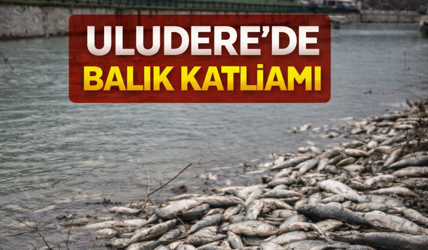 Hendek’te Derede Toplu Balık Ölümleri: İnceleme Başlatıldı
