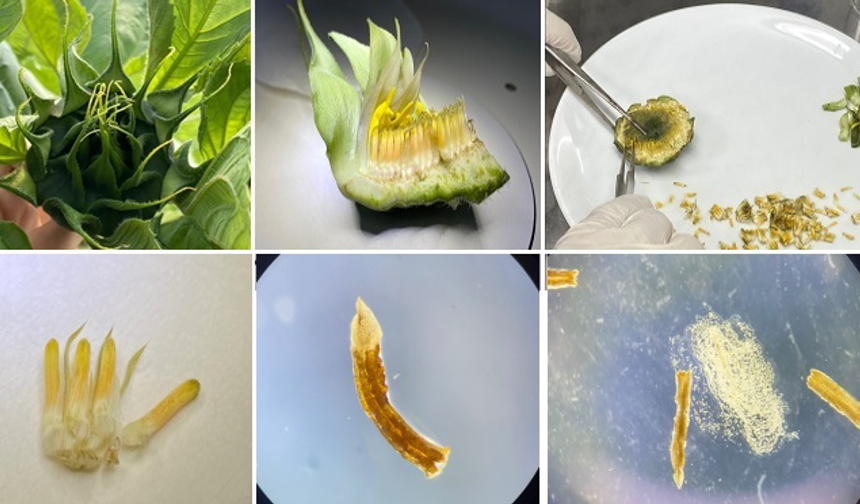 SUBÜ’den ayçiçeği ıslahında dev adım: 8 yıllık süre kısalacak