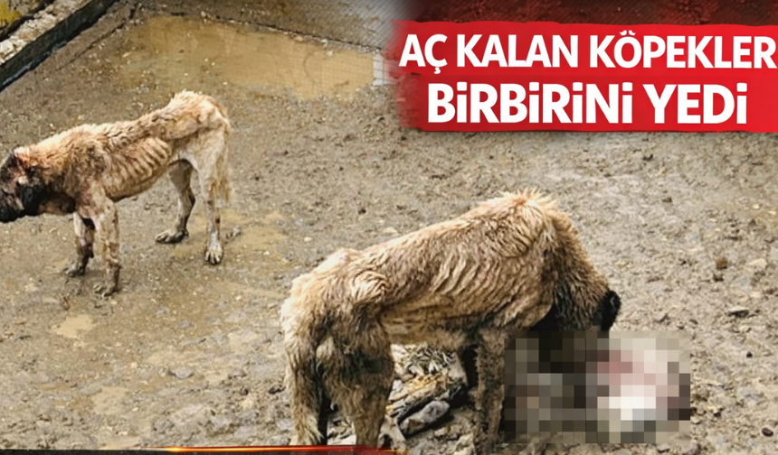 Aç kalan köpekler birbirini yedi