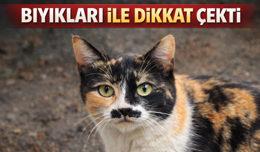 Sakarya'nın bıyıklı kedisi görenleri gülümsetti