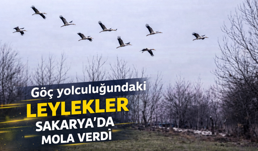 Göç yolculuğundaki leylekler Sakarya'da mola verdi