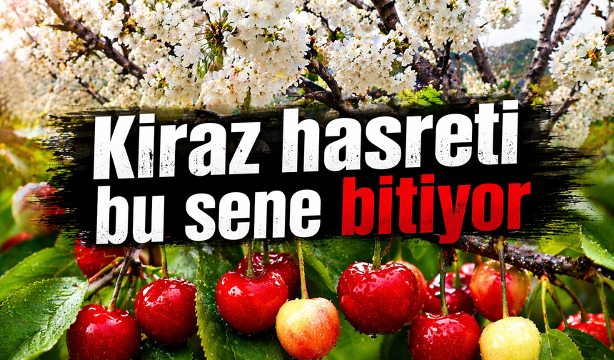 Kiraz hasreti bu sene bitiyor