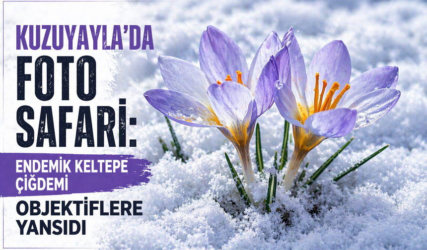 Kuzuyayla’da Foto Safari: Endemik Keltepe Çiğdemi Objektiflere Yansıdı