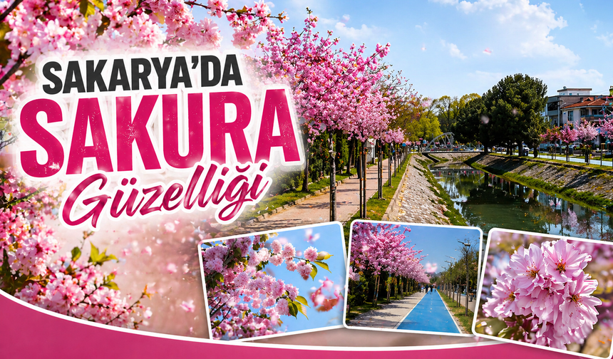 Sakarya’da Sakura Güzelliği: Bahar Renkleri Şehri Sardı