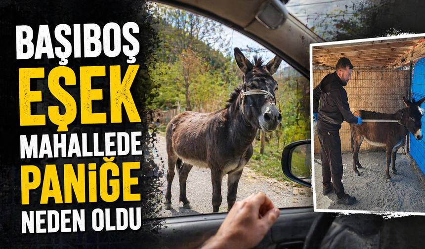 Karasu’da Başıboş Eşek Mahallede Paniğe Neden Oldu