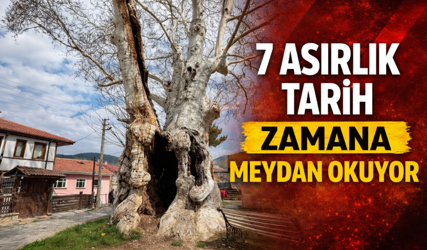 Taraklı’daki 7 Asırlık Çınar Zamana Meydan Okuyor