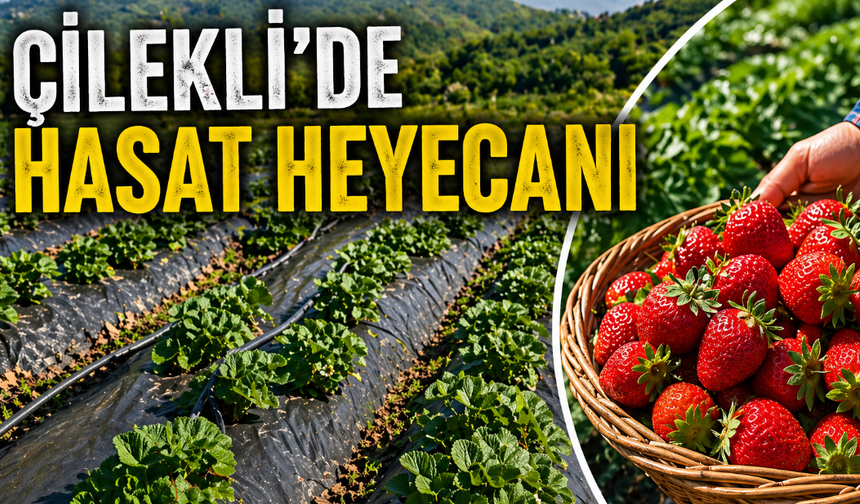 Çilek Hasadı İçin Geri Sayım Başladı!
