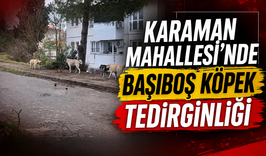 Karaman Mahallesi’nde Başıboş Köpek Tedirginliği