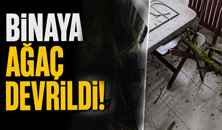 Binaya ağaç devrildi!