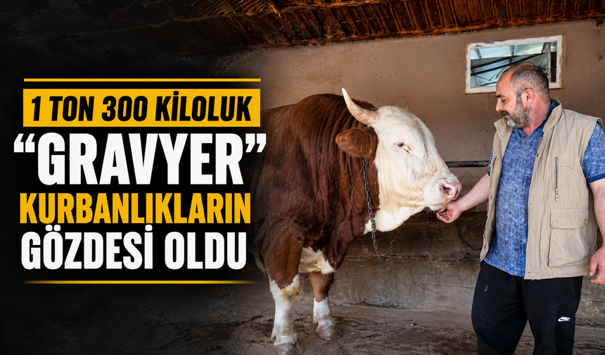 Kocaeli’de 1 Ton 300 Kiloluk “Gravyer” Kurbanlıkların Gözdesi Oldu