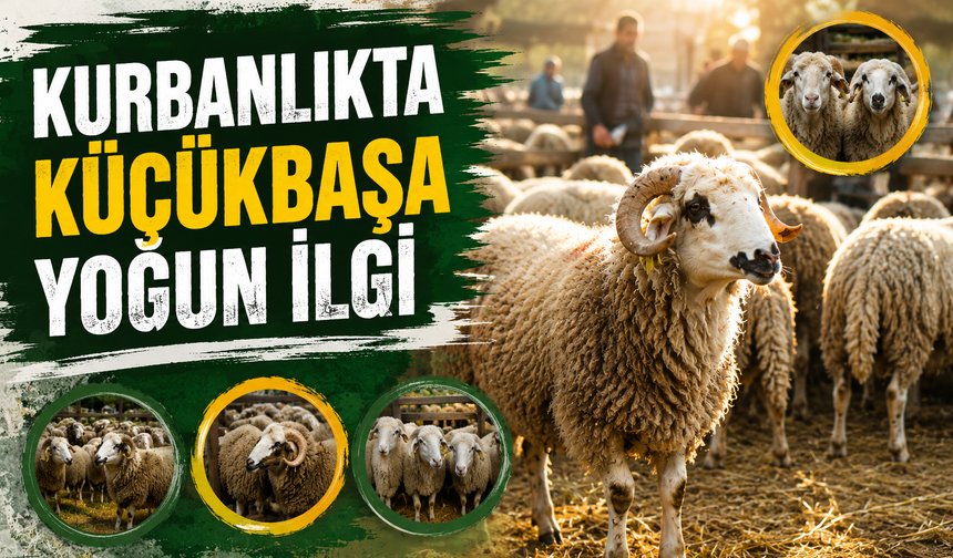 Kurbanlıkta küçükbaşa yoğun ilgi