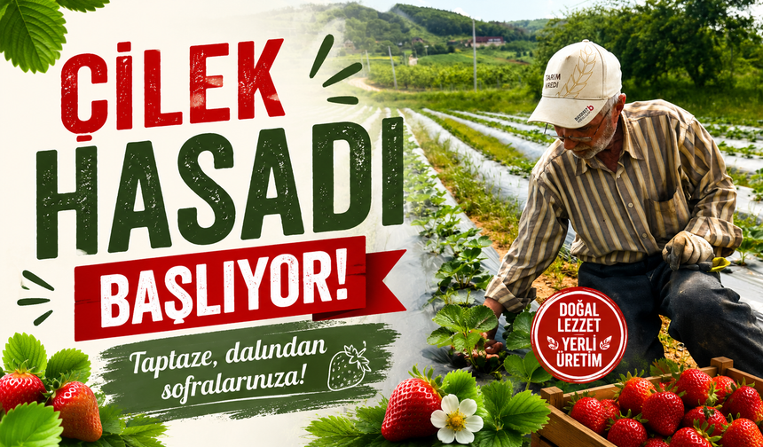 Çilek üreticisi maliyetlerden dertli: “Sadece fideye 275 bin lira verdik”