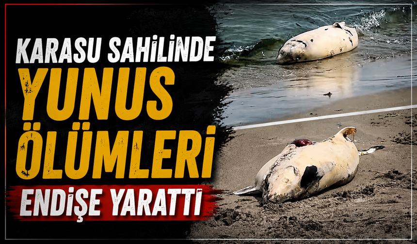 Karasu Sahilinde Yunus Ölümleri Endişe Yarattı