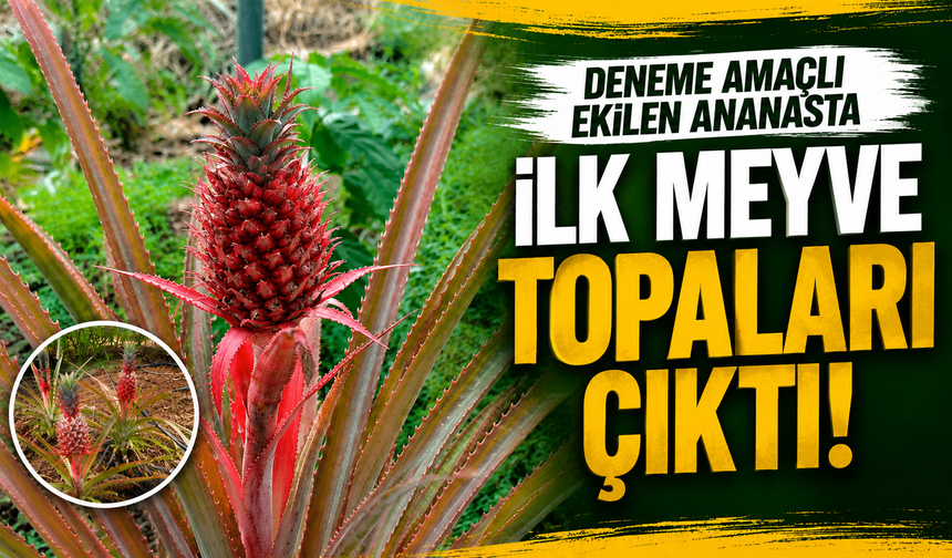 Alanya’da Deneme Amaçlı Ekilen Ananaslarda İlk Meyve Heyecanı