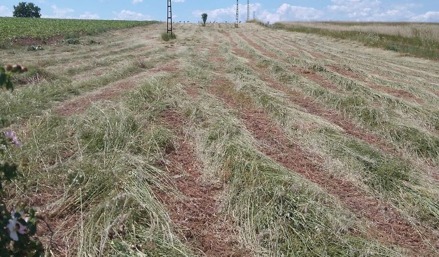 Edirne'de mera alanlarında ot biçimi çalışması yapıldı
