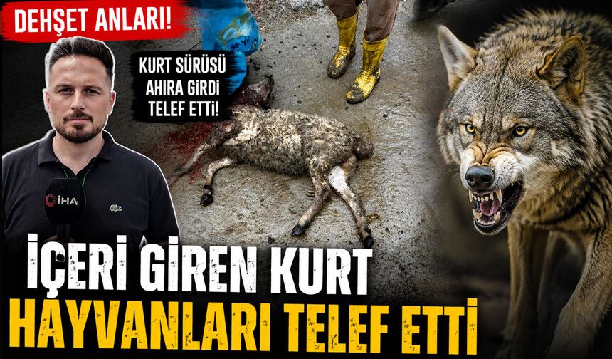 Kocaali’de Kurt Dehş*eti!
