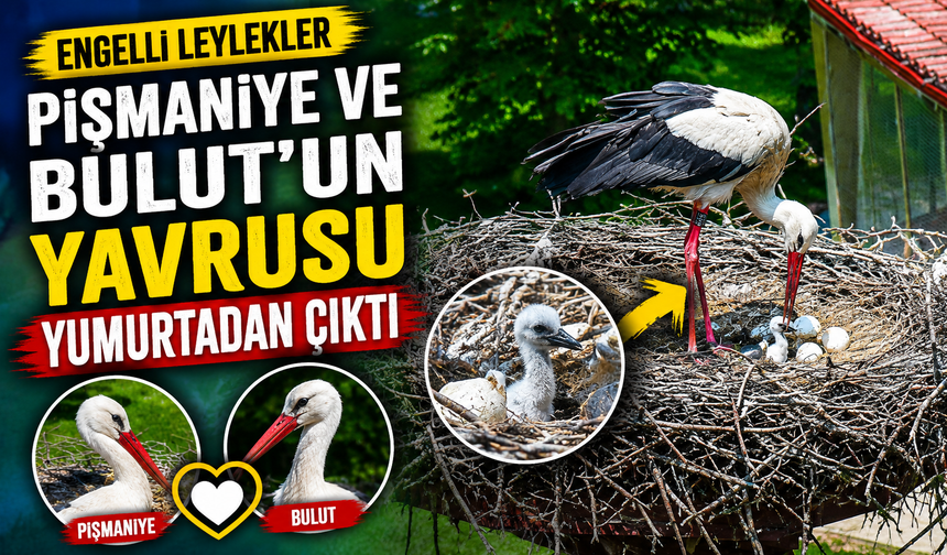 Engelli leylek çiftinin yavrusu dünyaya geldi
