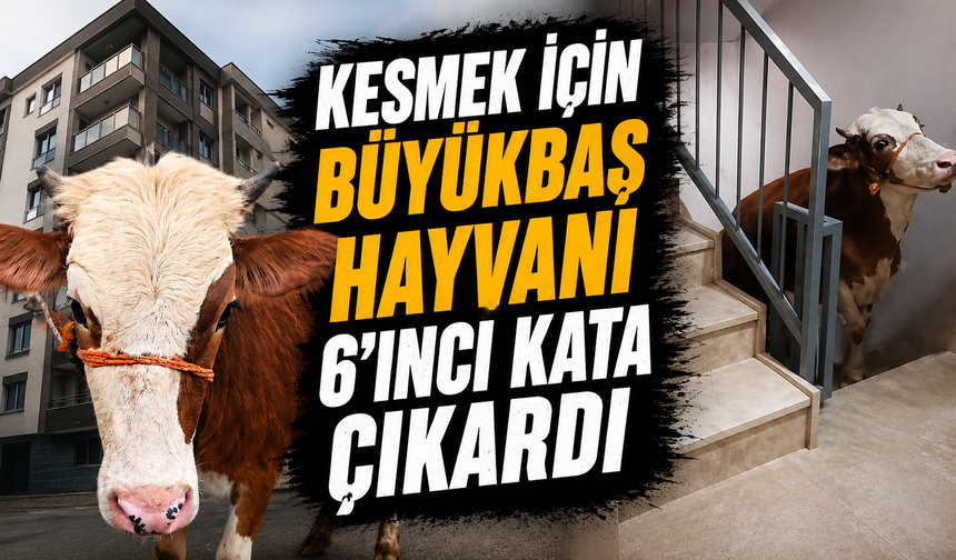 Kesmek için büyükbaş hayvanı 6'ıncı kata çıkardı