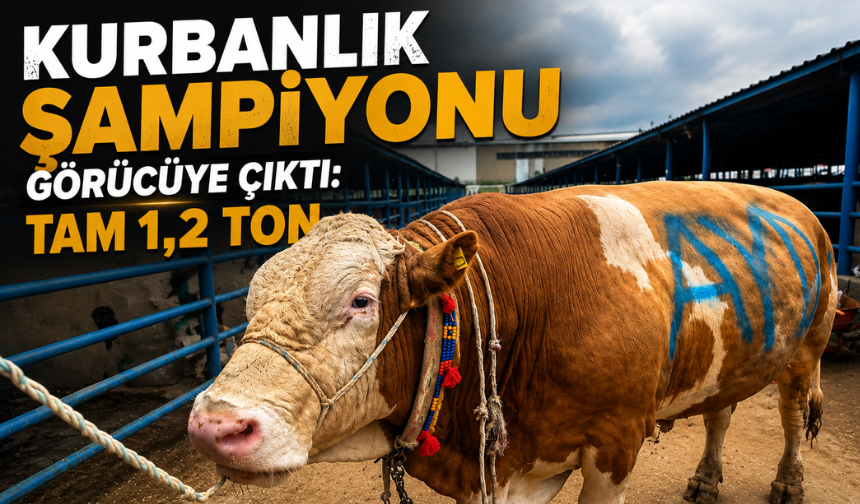 Kurban Pazarının Şampiyonu “Bayram” Görücüye Çıktı