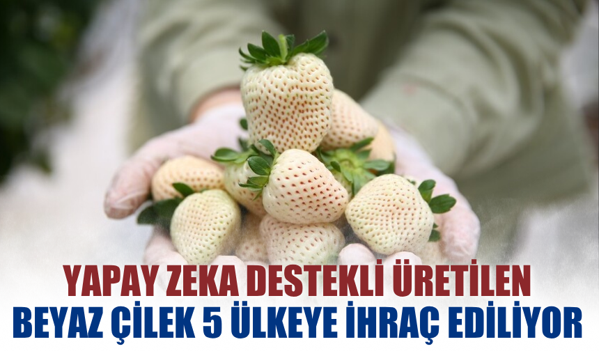 Yapay zeka destekli üretilen beyaz çilek 5 ülkeye ihraç ediliyor