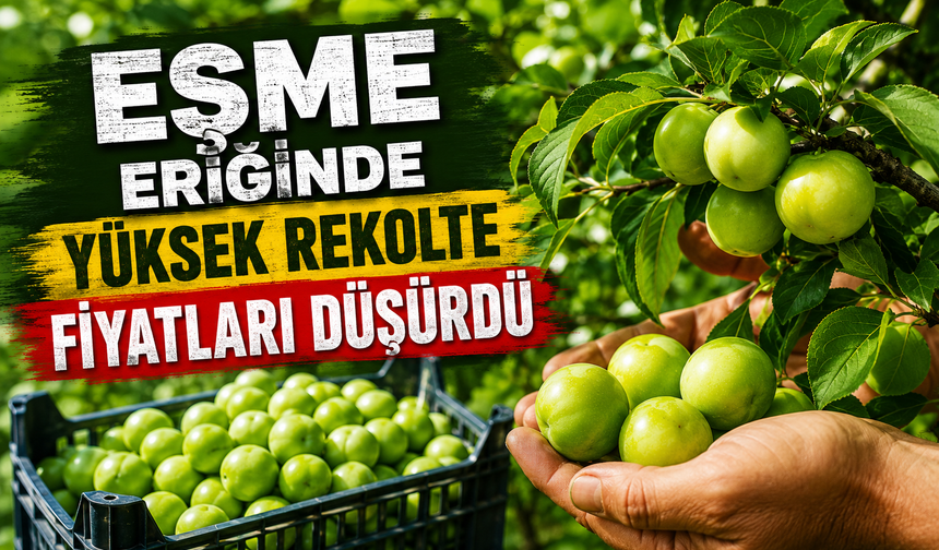 Eşme Eriğinde Hasat Sezonu Başladı: Rekolte Yüksek, Fiyatlar Düşük