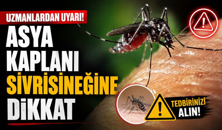 Asya kaplanı sivrisineğine dikkat