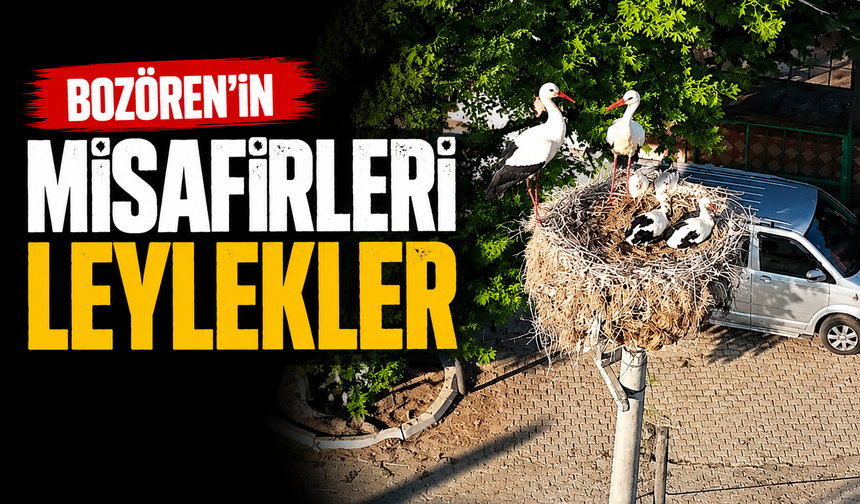 Bozören Mahallesi’nde Leylek Yuvası İlgi Odağı Oldu