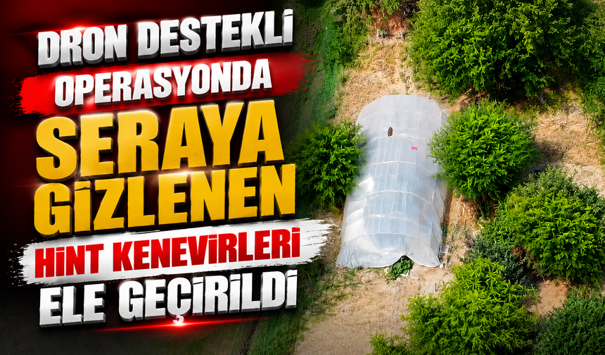 Adapazarı’nda drone destekli operasyon: 20 kök kenevir ele geçirildi